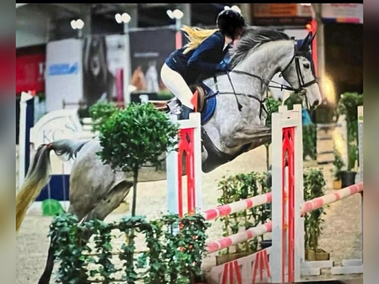 Belgijski koń gorącokrwisty Klacz 8 lat 168 cm Siwa in Meise