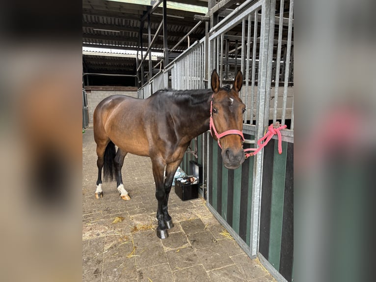 Belgijski koń gorącokrwisty Klacz 8 lat 174 cm Gniada in Brasschaat