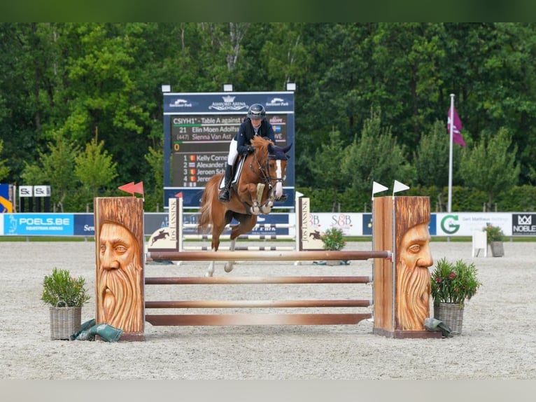 Belgijski koń gorącokrwisty Klacz 8 lat Grullo in Tönisvorst