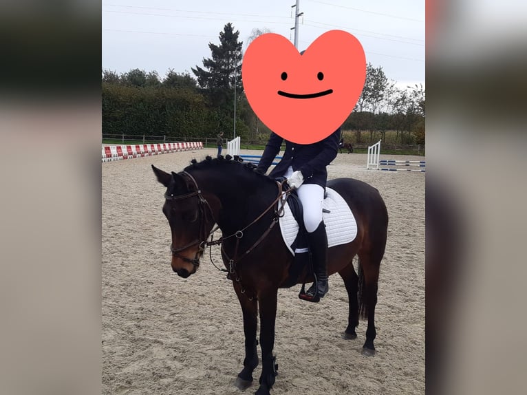 Belgijski koń gorącokrwisty Klacz 9 lat 136 cm Gniada in Geel