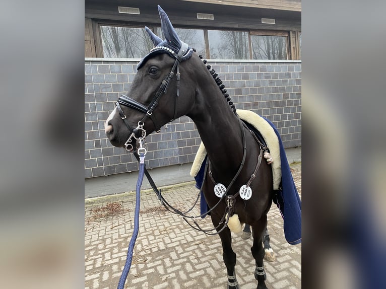 Belgijski koń gorącokrwisty Klacz 9 lat 163 cm Ciemnogniada in Stolberg (Rheinland)