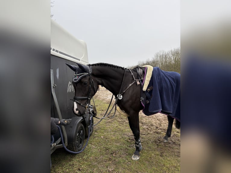 Belgijski koń gorącokrwisty Klacz 9 lat 163 cm Ciemnogniada in Stolberg (Rheinland)