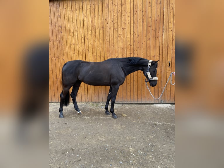 Belgijski koń gorącokrwisty Klacz 9 lat 163 cm Ciemnogniada in Stolberg (Rheinland)