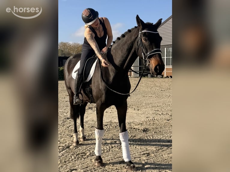 Belgijski koń gorącokrwisty Klacz 9 lat 164 cm Ciemnogniada in Nettetal