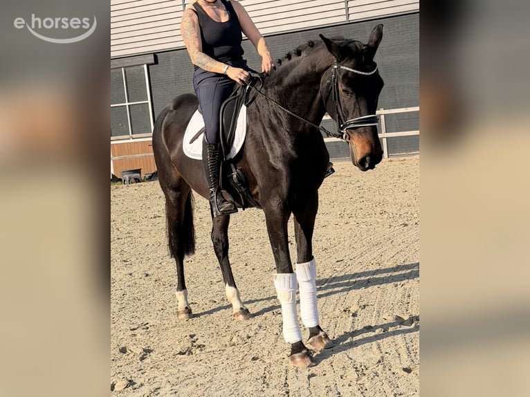 Belgijski koń gorącokrwisty Klacz 9 lat 164 cm Ciemnogniada in Nettetal