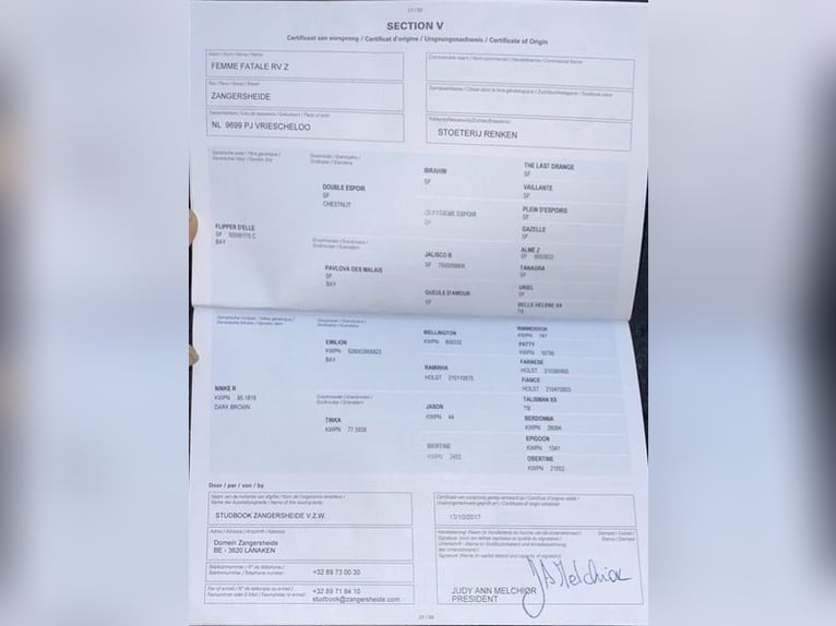 Belgijski koń gorącokrwisty Klacz 9 lat 165 cm Ciemnogniada in Aalter