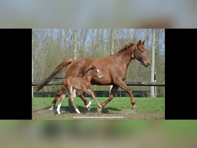 Belgijski koń gorącokrwisty Klacz 9 lat 165 cm Gniada in Brecht