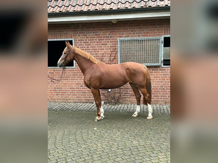 Belgijski koń gorącokrwisty Klacz 9 lat 165 cm Kasztanowata in Marl