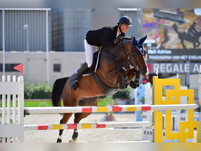 Belgijski koń gorącokrwisty Klacz 9 lat 167 cm Ciemnogniada in Domony