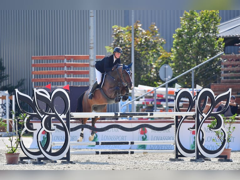 Belgijski koń gorącokrwisty Klacz 9 lat 167 cm Ciemnogniada in Domony