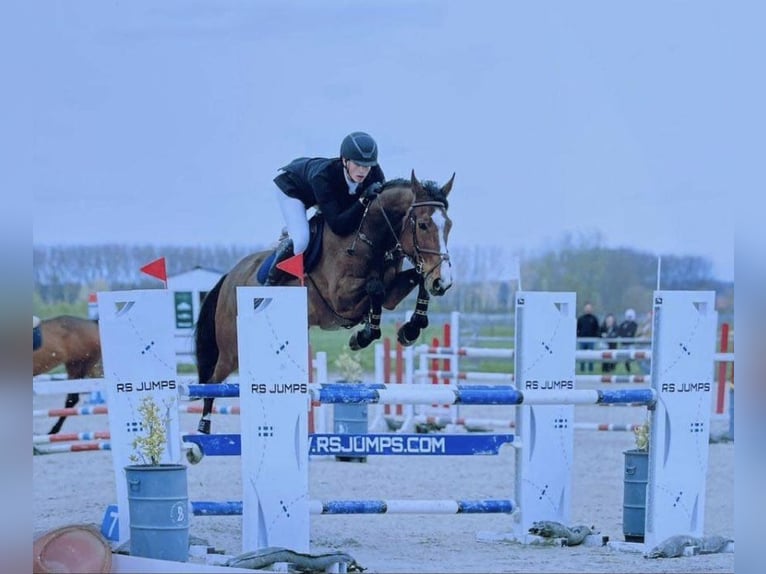 Belgijski koń gorącokrwisty Klacz 9 lat 168 cm Ciemnogniada in Maldegem