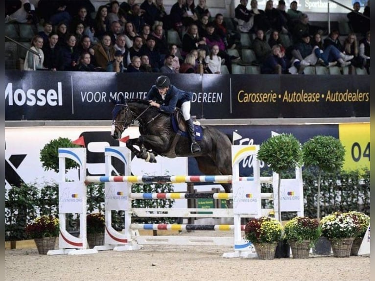 Belgijski koń gorącokrwisty Klacz 9 lat 168 cm Ciemnogniada in Maldegem