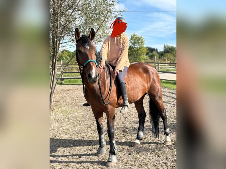 Belgijski koń gorącokrwisty Klacz 9 lat 168 cm Gniada in Gniezno