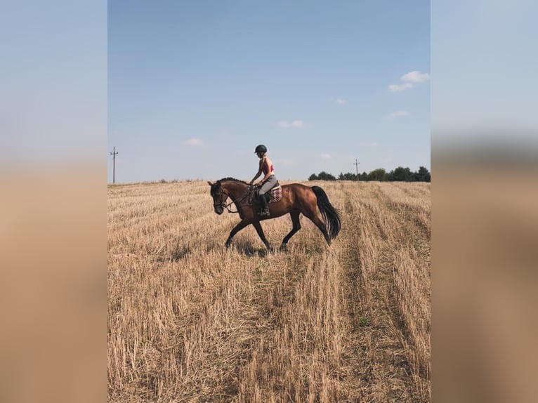 Belgijski koń gorącokrwisty Klacz 9 lat 168 cm Gniada in Gniezno