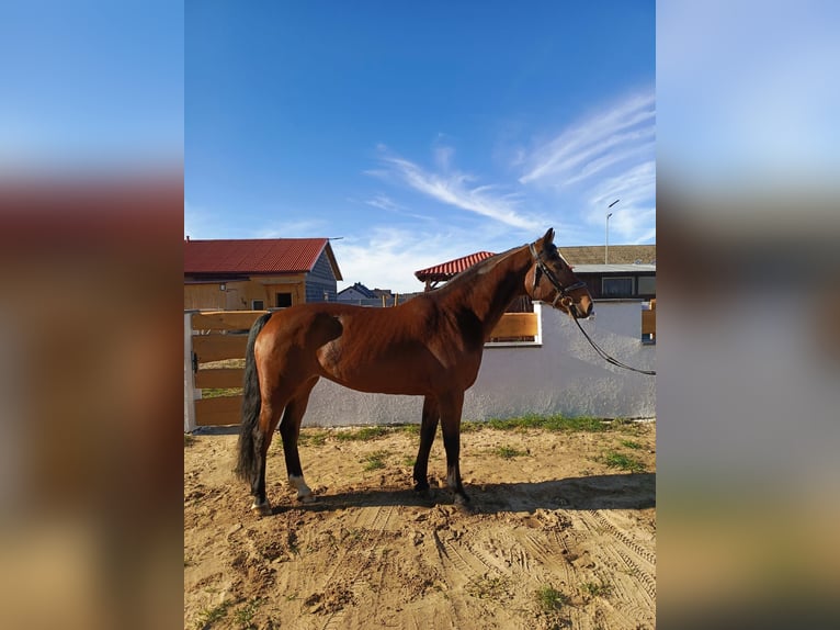 Belgijski koń gorącokrwisty Klacz 9 lat 168 cm Gniada in Gniezno