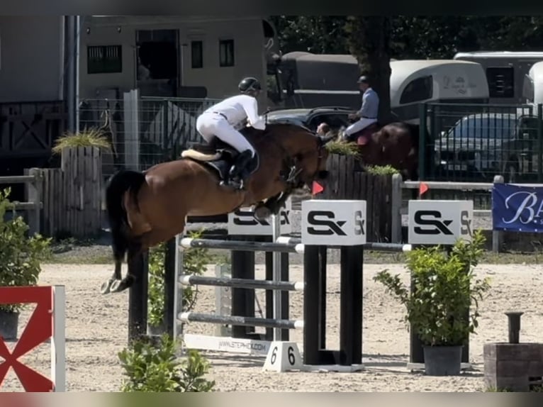 Belgijski koń gorącokrwisty Klacz 9 lat 170 cm Ciemnogniada in Enghien