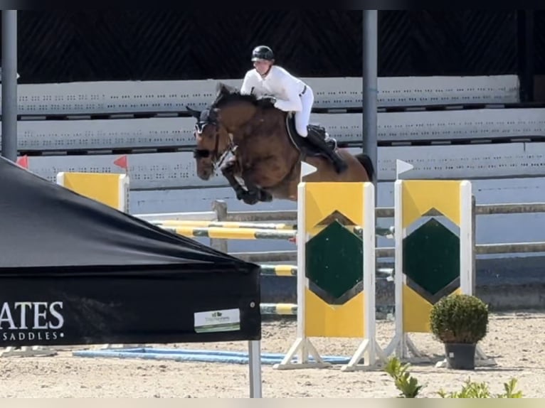 Belgijski koń gorącokrwisty Klacz 9 lat 170 cm Ciemnogniada in Enghien