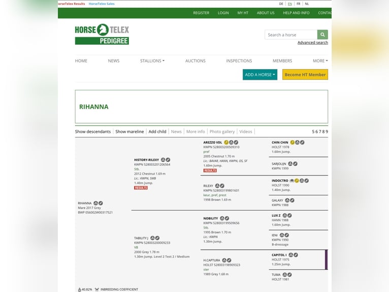 Belgijski koń gorącokrwisty Klacz 9 lat 170 cm Stalowosiwy in Hamont