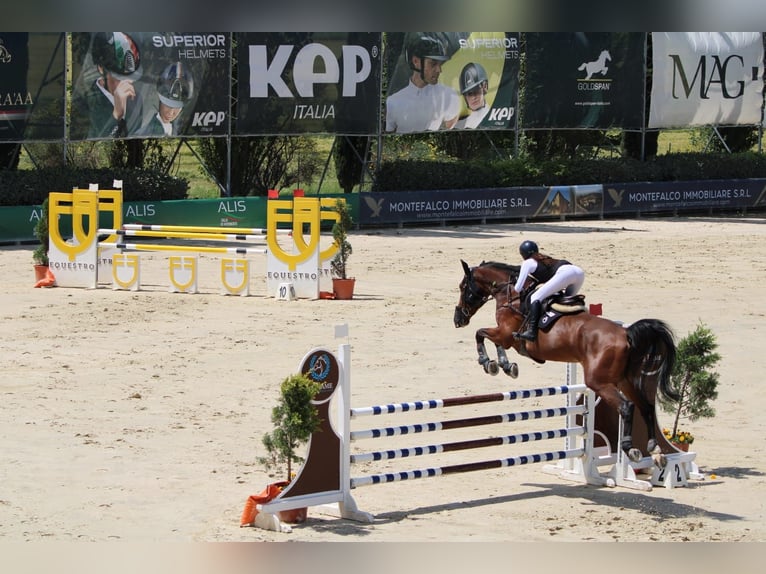 Belgijski koń gorącokrwisty Klacz 9 lat 175 cm Gniada in Lama