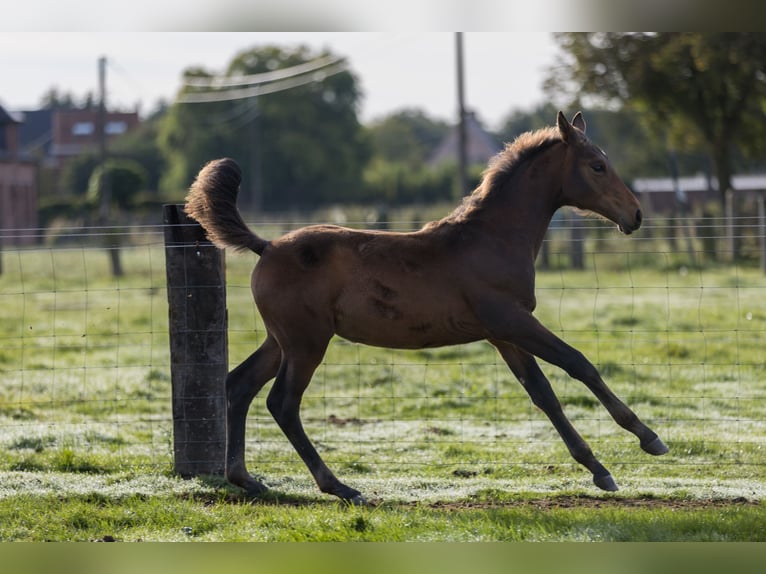 Belgijski koń gorącokrwisty Klacz Źrebak (06/2024) 125 cm Ciemnogniada in dentergem