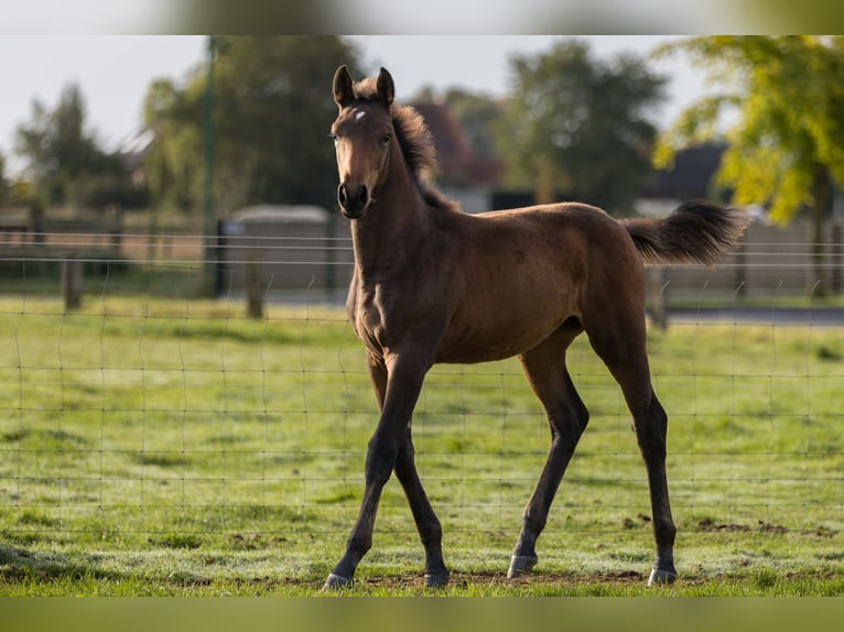 Belgijski koń gorącokrwisty Klacz Źrebak (06/2024) 125 cm Ciemnogniada in dentergem