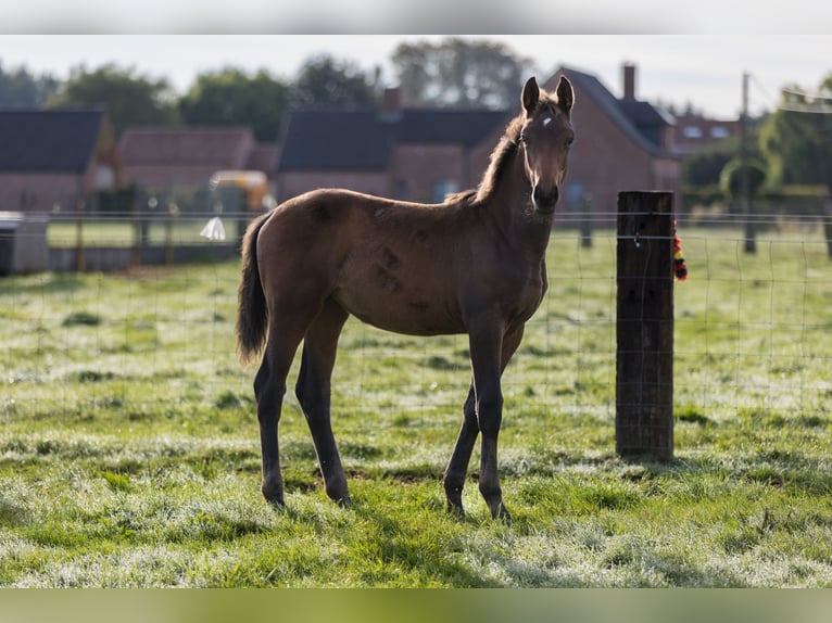 Belgijski koń gorącokrwisty Klacz Źrebak (06/2024) 125 cm Ciemnogniada in dentergem