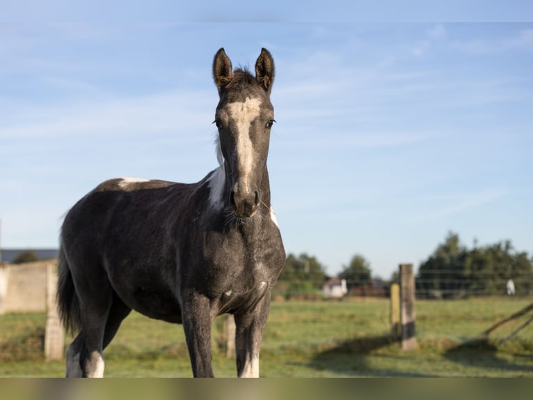 Belgijski koń gorącokrwisty Klacz Źrebak (05/2024) 130 cm Srokata in DENTERGEM