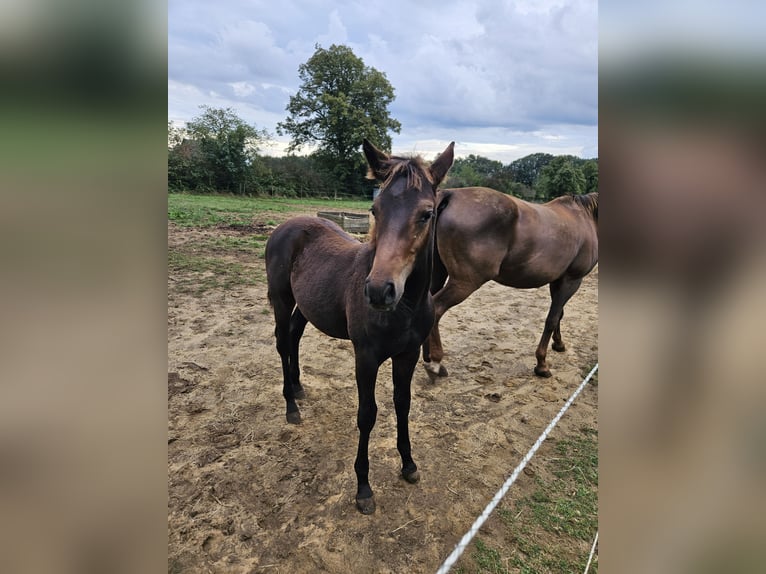 Belgijski koń gorącokrwisty Klacz Źrebak (04/2024) 155 cm Ciemnogniada in Paal