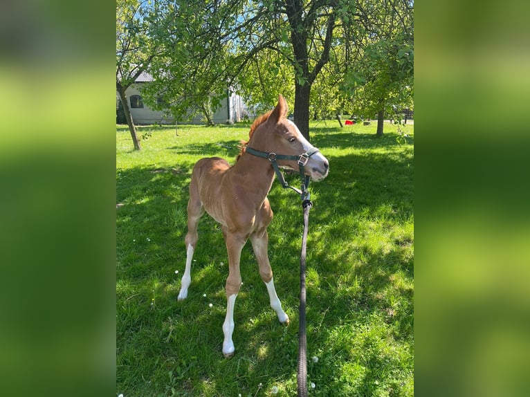 Belgijski koń gorącokrwisty Klacz Źrebak (04/2026) 170 cm Kasztanowata in Herselt