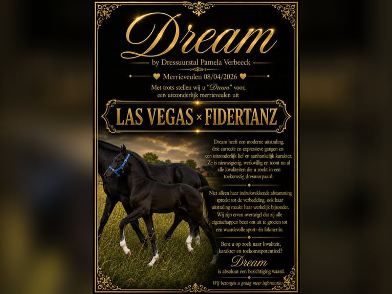 Belgijski koń gorącokrwisty Klacz Źrebak (04/2026) Ciemnogniada in Kampenhout