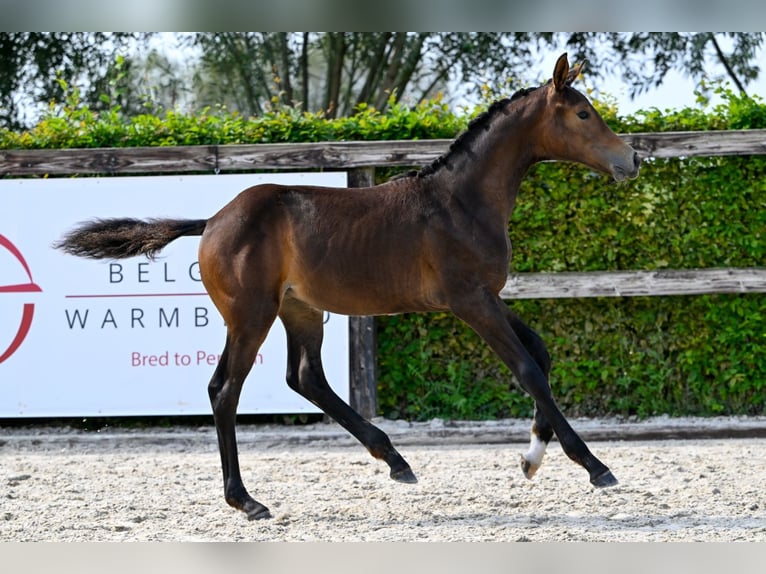 Belgijski koń gorącokrwisty Klacz Źrebak (04/2024) Ciemnogniada in Oud-Heverlee