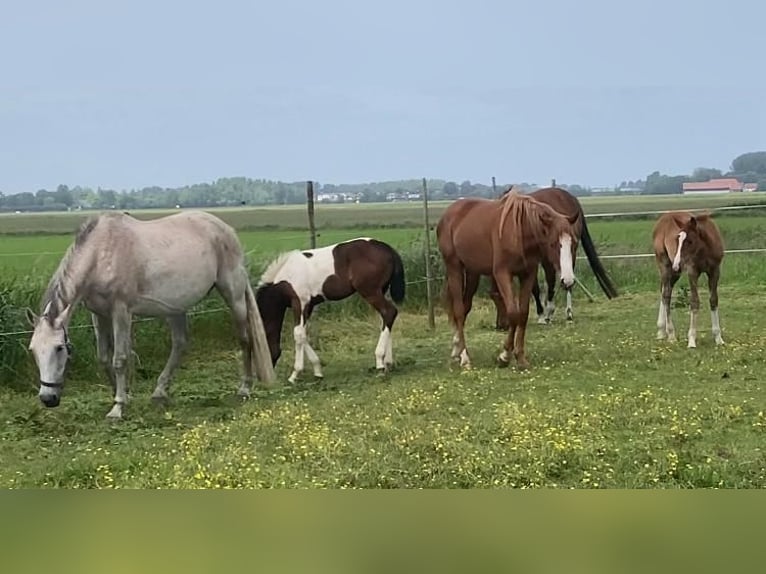 Belgijski koń gorącokrwisty Klacz Źrebak (03/2024) Srokata in ssen