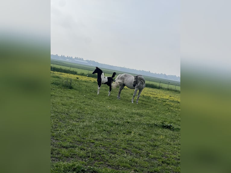 Belgijski koń gorącokrwisty Klacz Źrebak (03/2024) Srokata in ssen