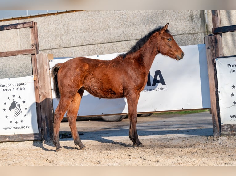 Belgijski koń gorącokrwisty Ogier 1 Rok 145 cm  in GROTE-BROGEL