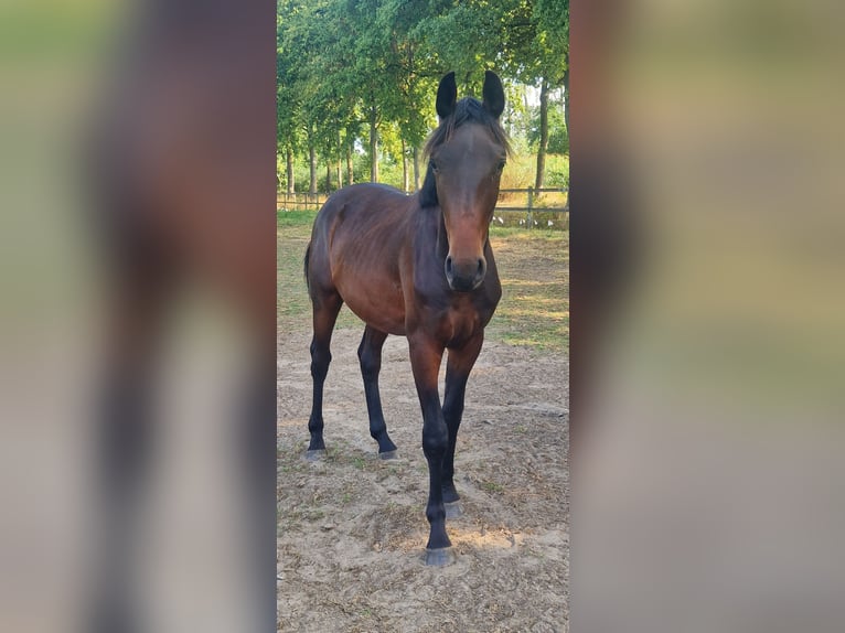 Belgijski koń gorącokrwisty Ogier 1 Rok 150 cm Ciemnogniada in Puurs