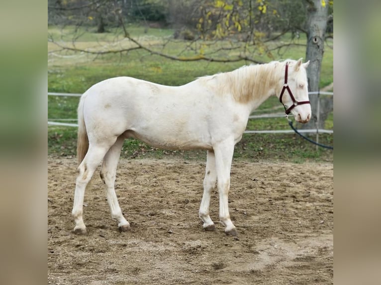 Belgijski koń gorącokrwisty Ogier 1 Rok 154 cm Cremello in Visz