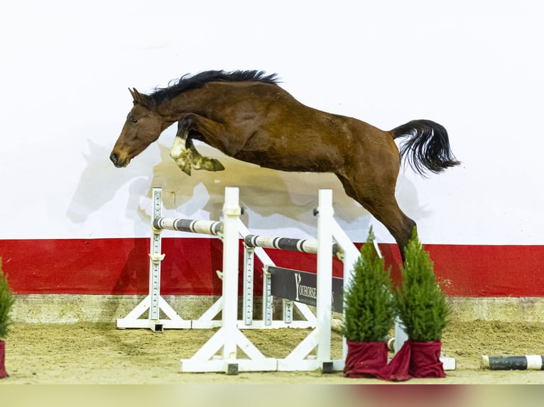 Belgijski koń gorącokrwisty Ogier 1 Rok 155 cm Gniada in Waddinxveen