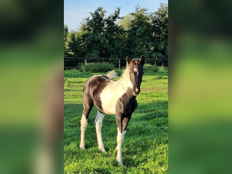 Belgijski koń gorącokrwisty Ogier 1 Rok 160 cm Tobiano wszelkich maści in Paturages
