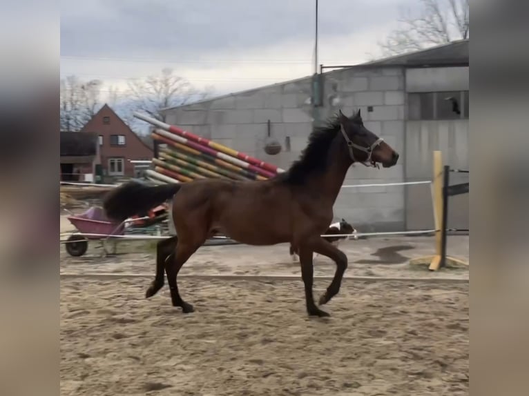 Belgijski koń gorącokrwisty Ogier 1 Rok 169 cm Gniada in Hasselt