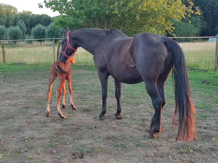 Belgijski koń gorącokrwisty Ogier 1 Rok 170 cm Gniada in Ieper