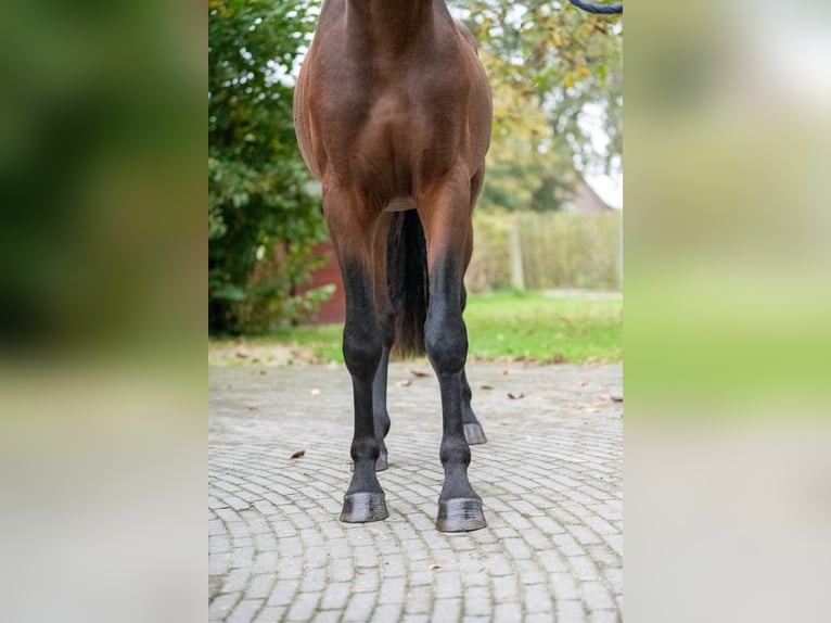 Belgijski koń gorącokrwisty Ogier 2 lat 142 cm Ciemnokasztanowata in GROTE-BROGEL