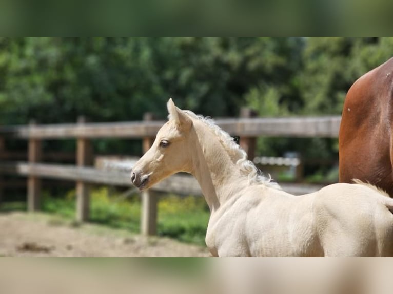 Belgijski koń gorącokrwisty Ogier 2 lat 147 cm Izabelowata in VISZ