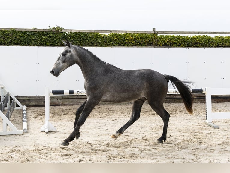 Belgijski koń gorącokrwisty Ogier 2 lat 147 cm  in Waddinxveen
