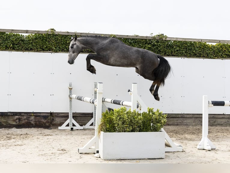 Belgijski koń gorącokrwisty Ogier 2 lat 147 cm  in Waddinxveen