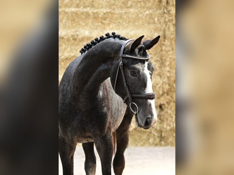 Belgijski koń gorącokrwisty Ogier 2 lat 158 cm Siwa in Bladel