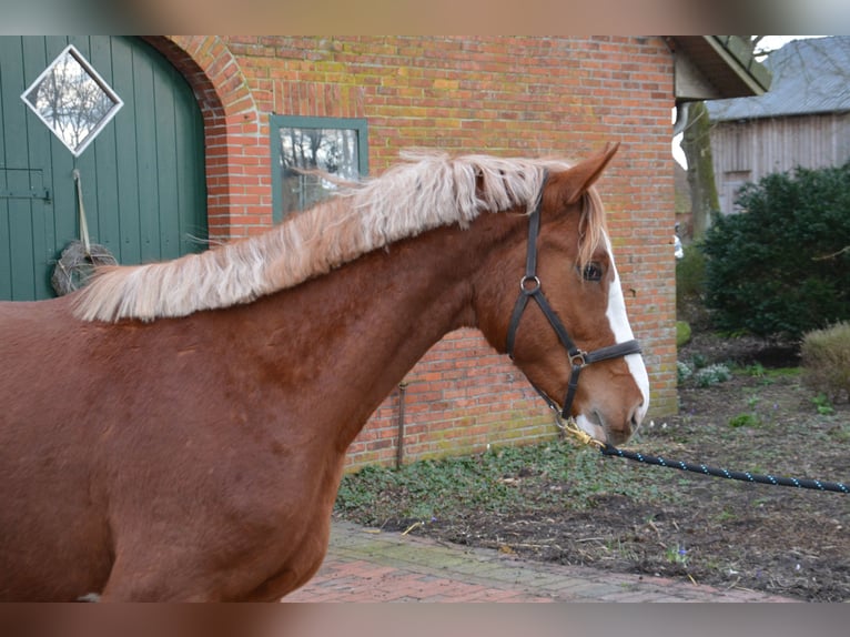 Belgijski koń gorącokrwisty Ogier 2 lat 165 cm Kasztanowata in Wildeshausen