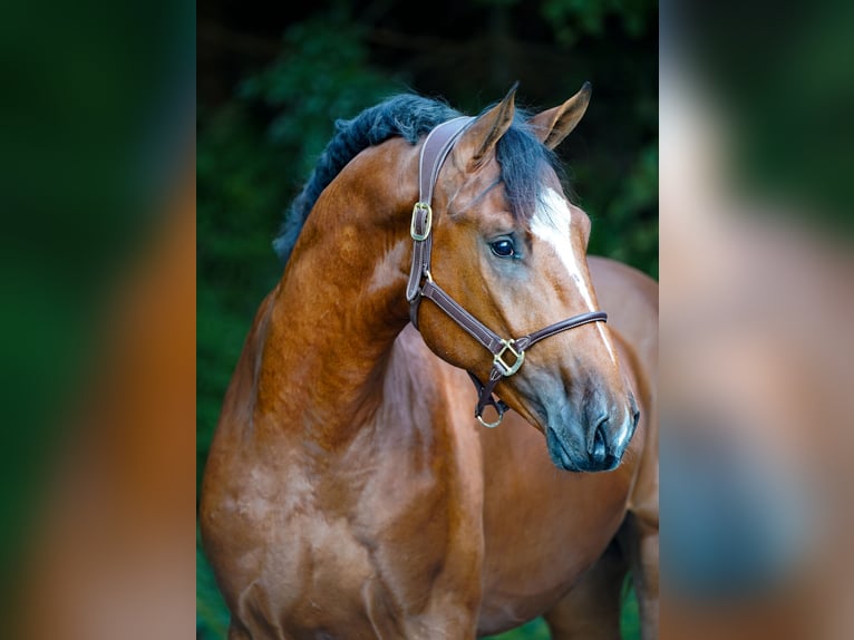 Belgijski koń gorącokrwisty Ogier 2 lat 168 cm Gniada in Schüttorf