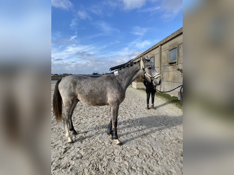 Belgijski koń gorącokrwisty Ogier 2 lat Siwa in Ichtegem