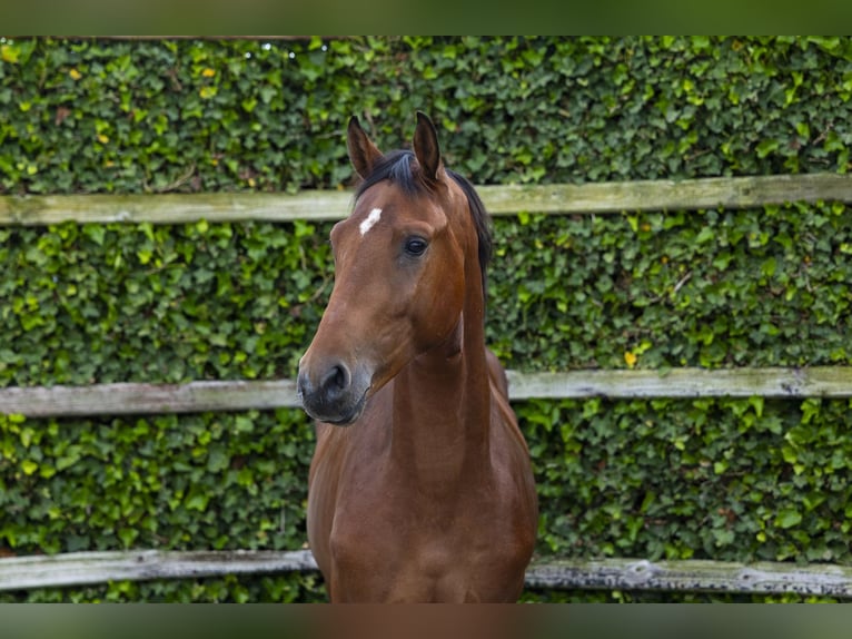 Belgijski koń gorącokrwisty Ogier 3 lat 155 cm Gniada in Waddinxveen