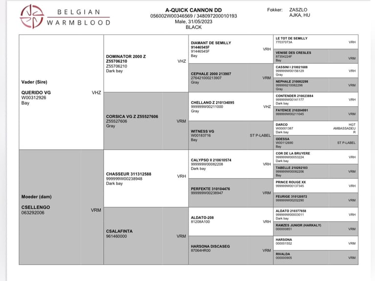 Belgijski koń gorącokrwisty Ogier 3 lat 160 cm Skarogniada in Ajka